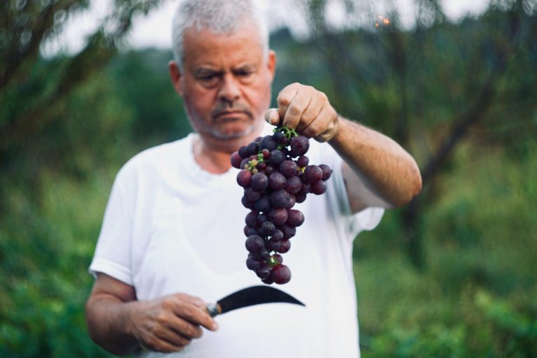 Vinarski sektor važan za ekonomski razvoj Srbije