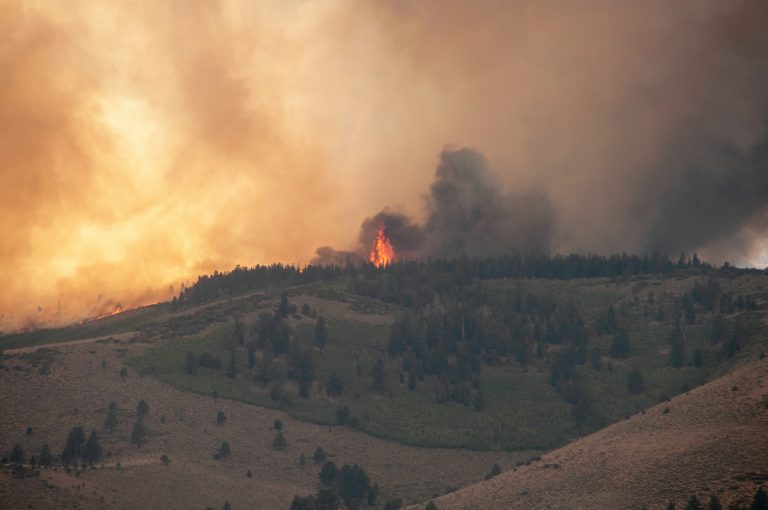 Šumski požari zahvatili Taru i Zlatibor