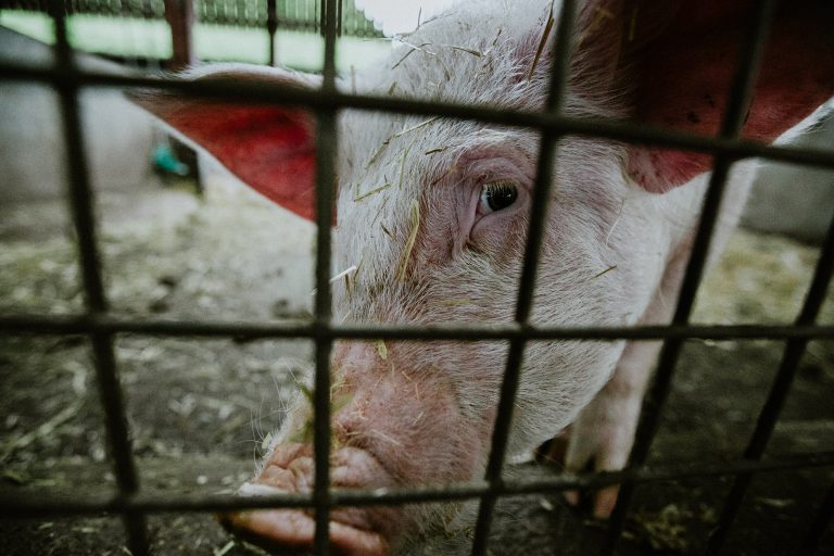 Farma svinja u Temerinu– sporna lokacija, smrad i sudski proces