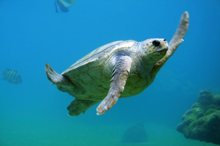 „Turtle Cam“ nam omogućava da istražimo okean iz ugla morske kornjače