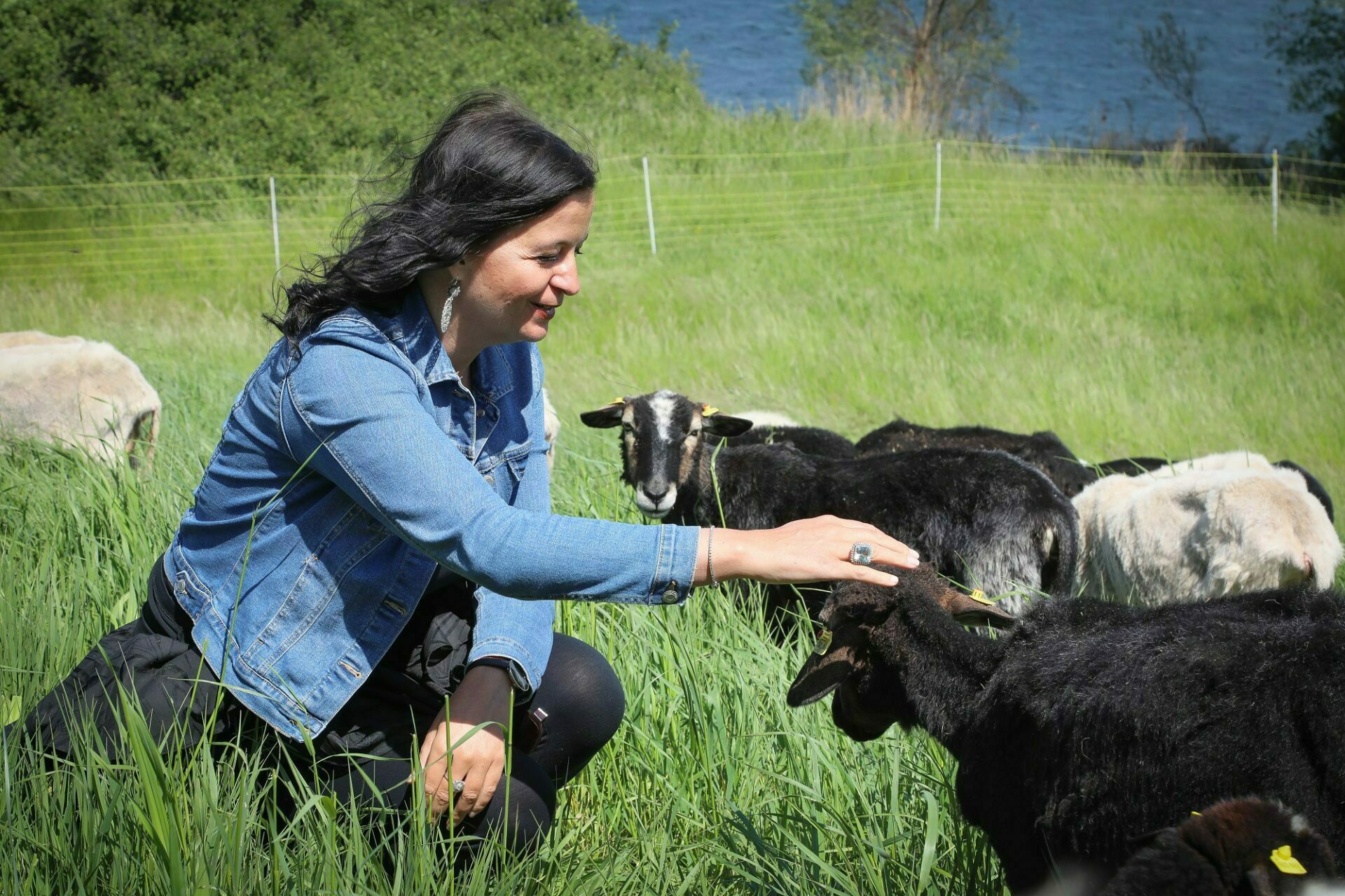 Umweltstadträtin Ulli Sima präsentierte 50 Krainer-Schafe auf der Donauinsel.