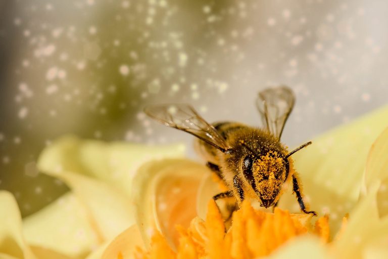 Kada bi pčele nestale, ovi roboti mogli bi da nastave oprašivanje biljaka