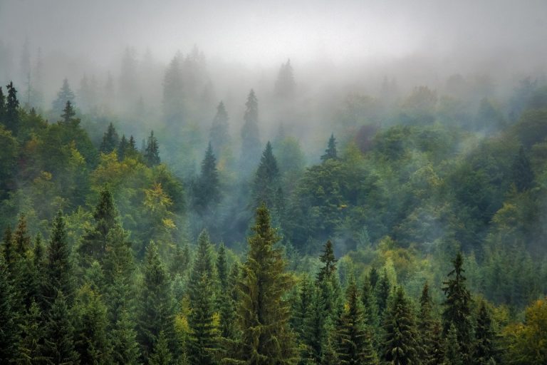 Klimatske promene ubrzavaju „umiranje“ šuma i usporavaju njihov rast