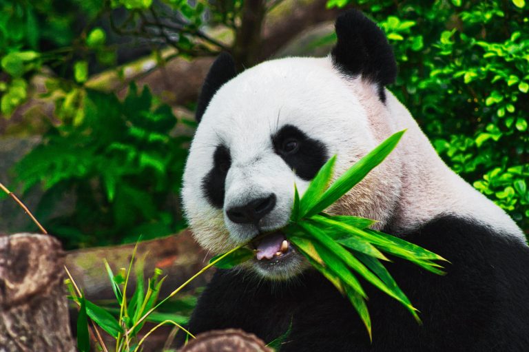 Zašto Kanada vraća pande Kini?