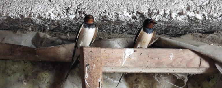 Na imanju u okolini Kraljeva čak 86 aktivnih gnezda seoskih lasta