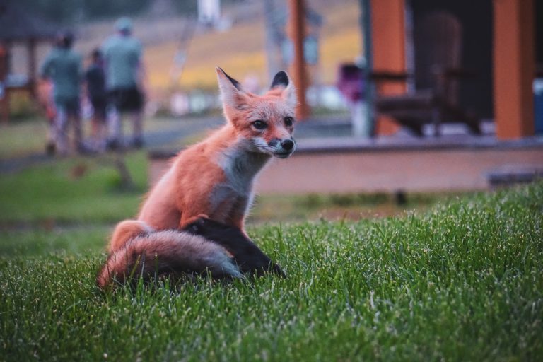 Da li bi usporavanje ljudskih aktivnosti moglo da sačuva planetu?