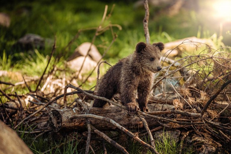 WWF pokrenuo kampanju „Zločini protiv živih bića su zločini protiv života“