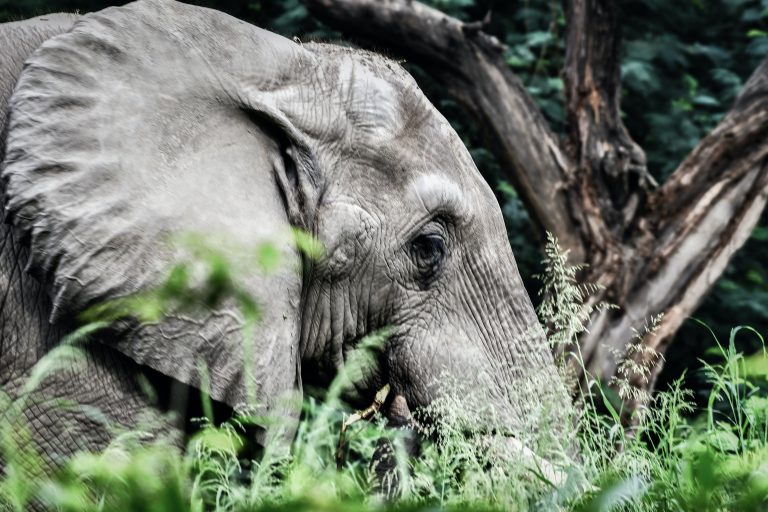 Kako su (ne)ljudi ubili trudnu slonicu sakrivši petarde u njenu hranu?