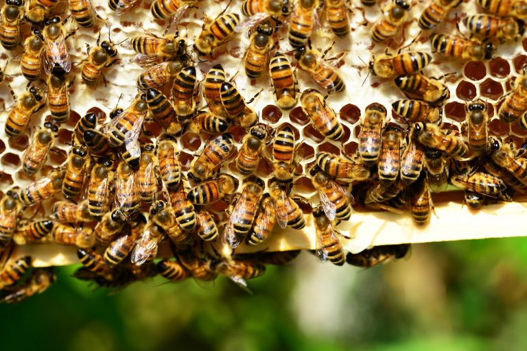 Zbog masovnog pomora pčela u Hrvatskoj proglašena elementarna nepogoda
