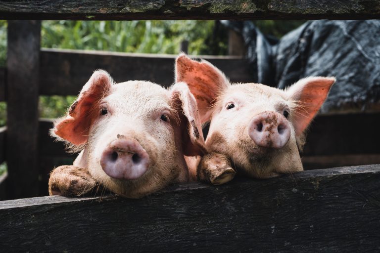 Vlada Srbije formirala štab za suzbijanje afričke kuge svinja