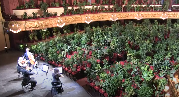 Koncert gudačkog kvarteta Barselone za posebnu publiku – biljke