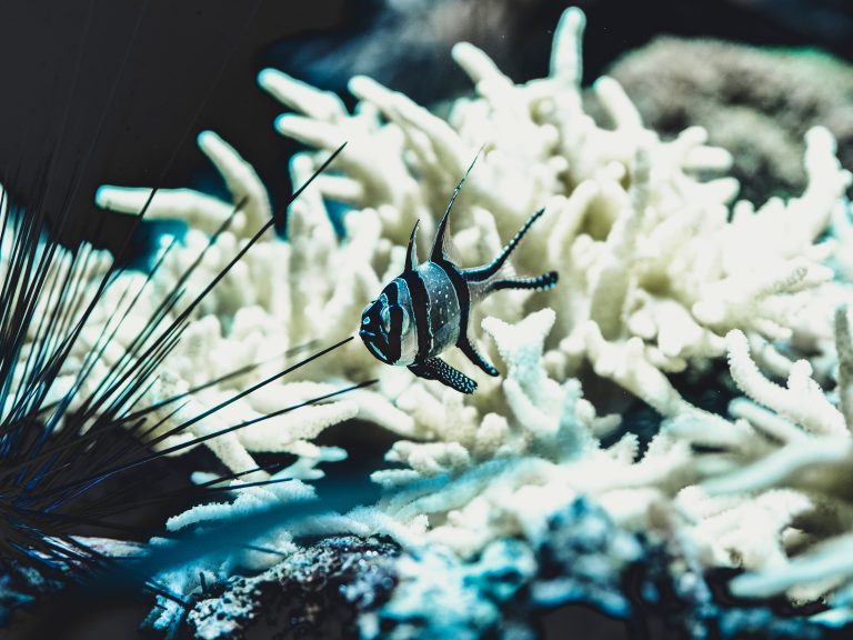 U toku je četvrto globalno izbeljivanje korala