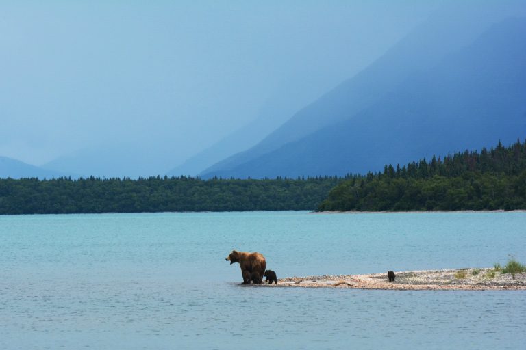 Amerika u dilemi – proširenje naftnih bušotina ili zaštita divljeg sveta Aljaske