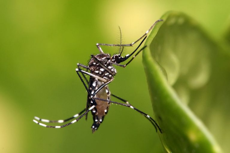 Zašto komarci misle da smo „slatki“?