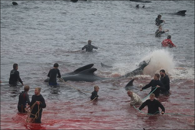 Farska ostrva i dalje upražnjavaju vikinšku tradiciju masakriranja kitova i delfina