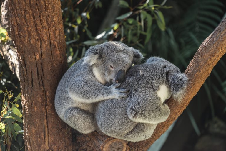 Bez adekvatne zaštite, koale iz Novog Južnog Velsa mogu nestati za 30 godina