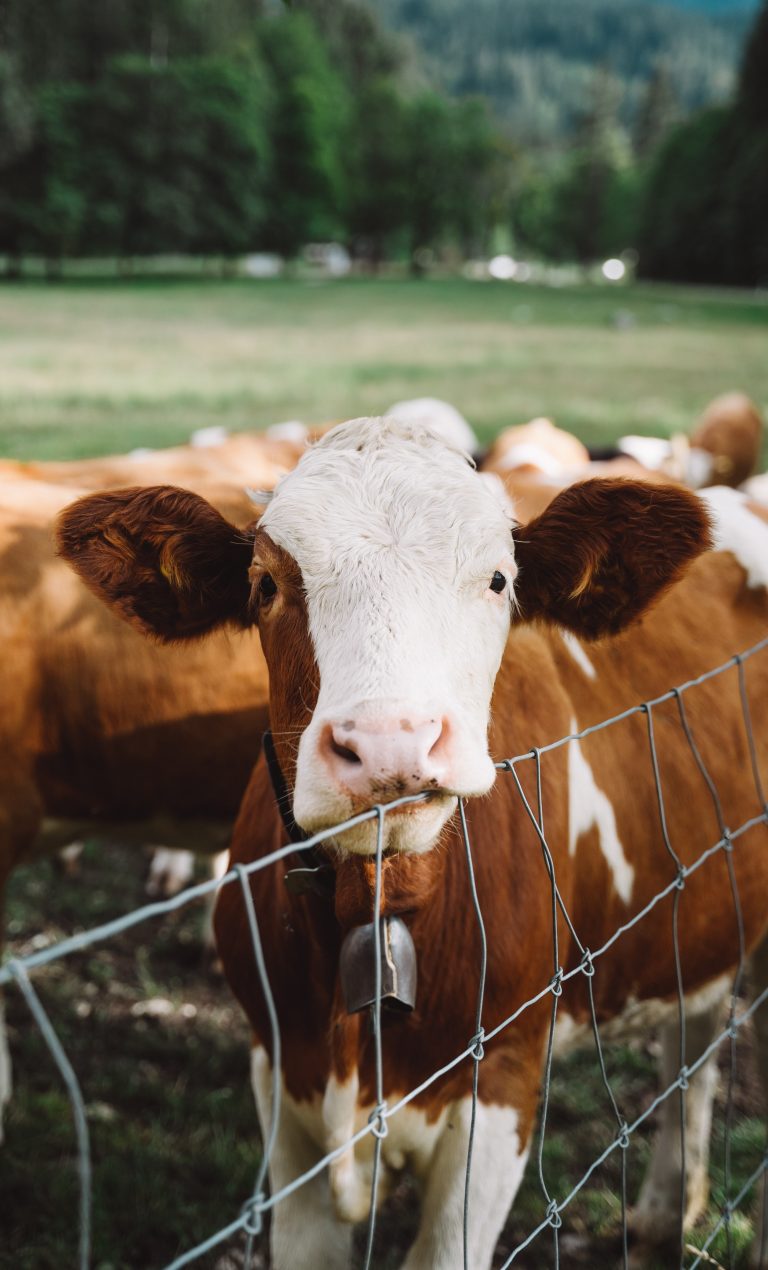 Kako nam krave mogu pomoći da se rešimo plastike