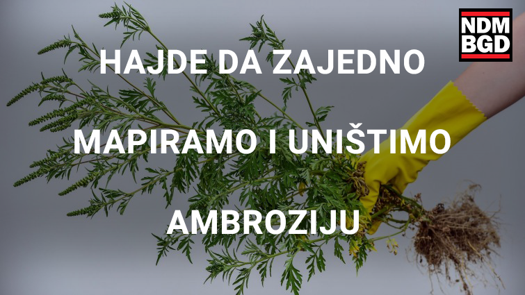 ambrozija_NDMBGD