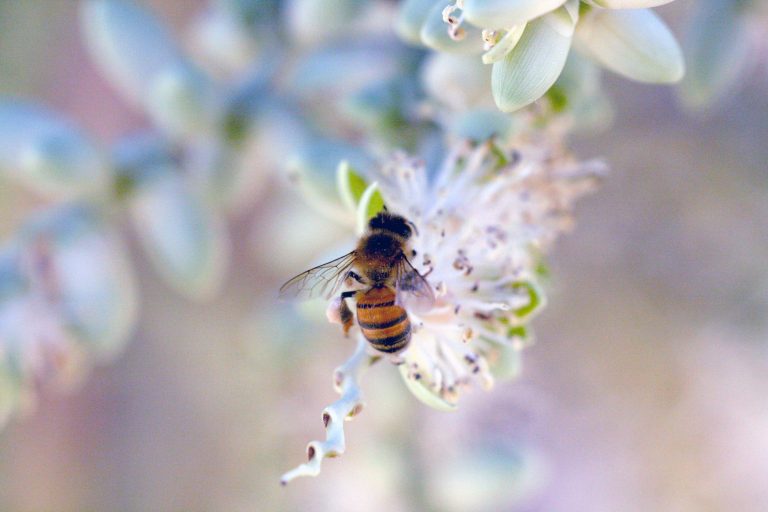 Alternativa pesticidima – prah koji iz košnice pčele raznose na biljke