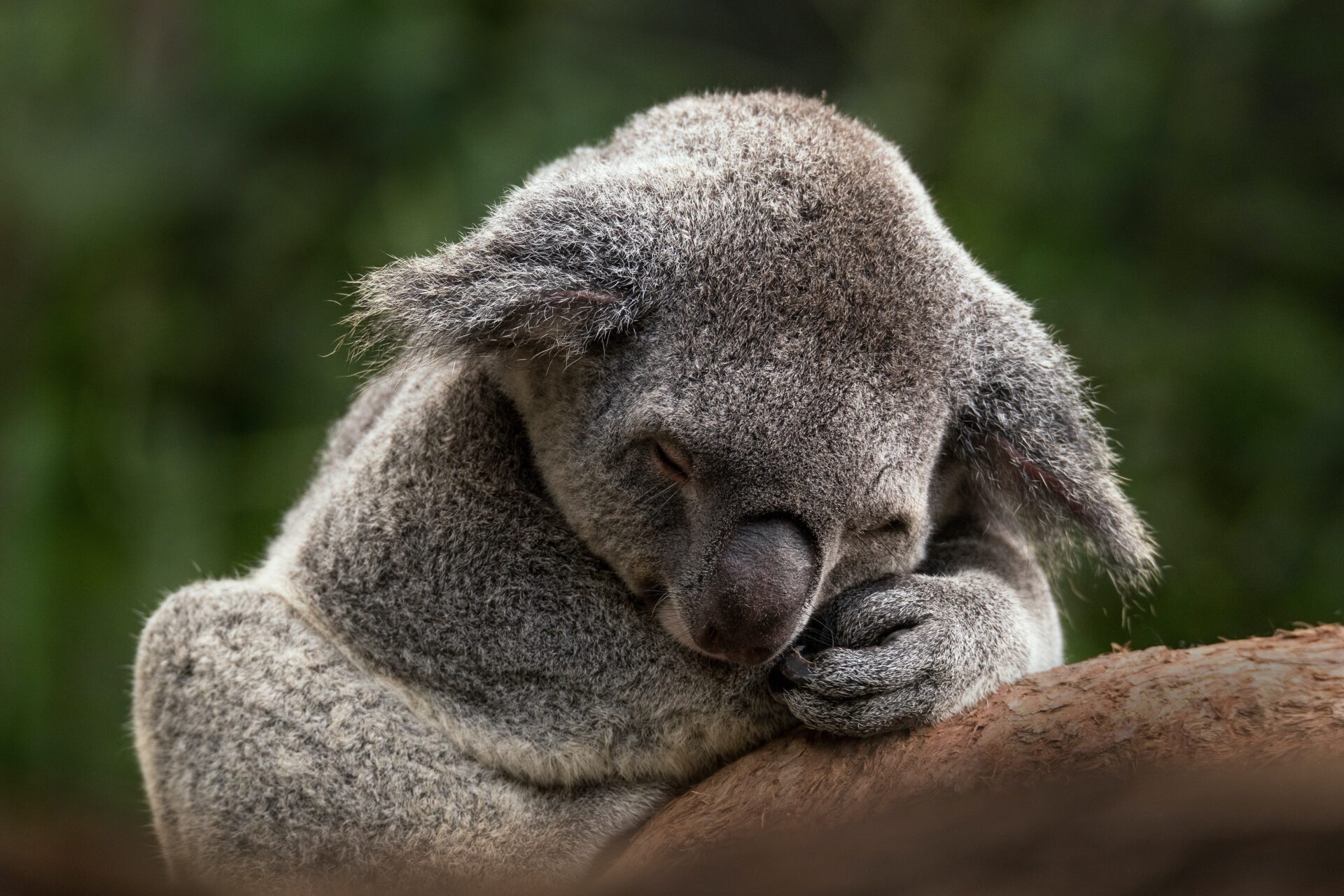 koala
