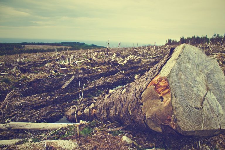 Evropski parlament usvojio novu uredbu sa ciljem borbe protiv globalnog krčenja šuma