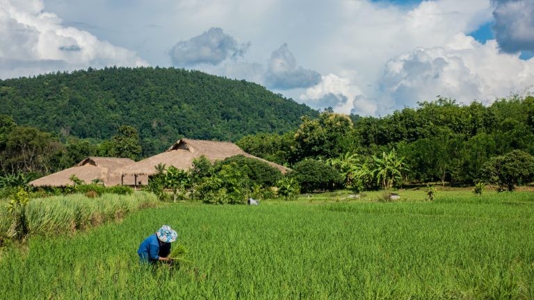 Tajland zabeležio najnižu proizvodnju pirinča od 2000. godine