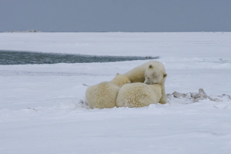 Prema naučnim predviđanjima, polarni medvedi mogu izumreti do 2100.