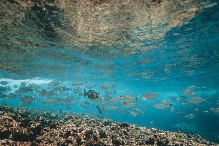 WWF upozorava: Sredozemno more se najbrže zagreva