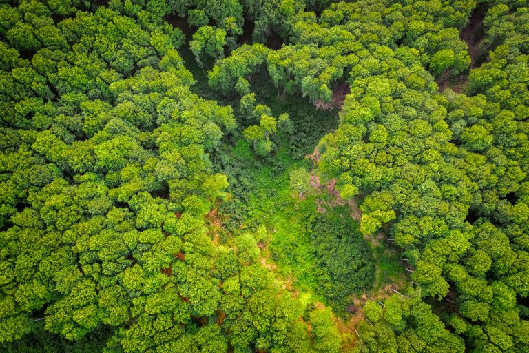 Rekordno krčenje šuma u brazilskoj Amazoniji