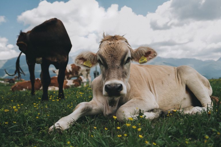 Od farme do ulice – zdravlje i dobrobit životinja u fokusu Evropske unije