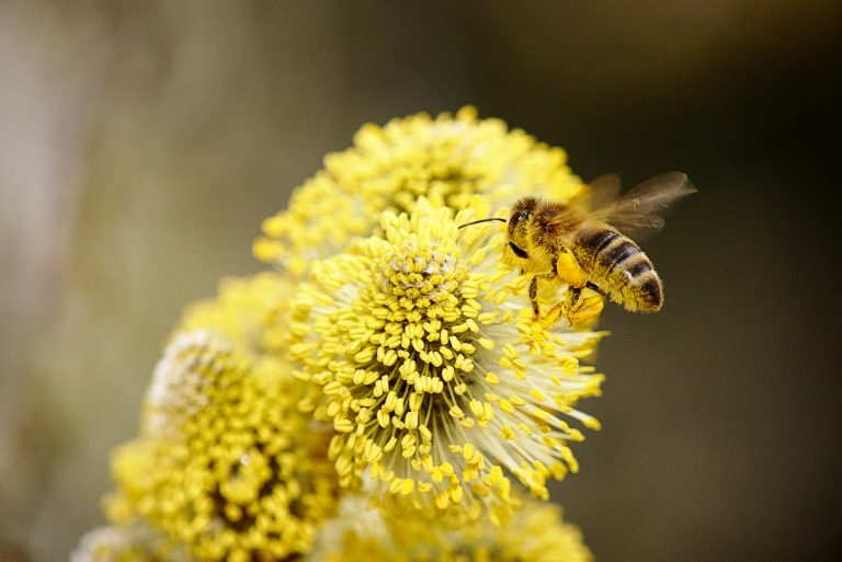 Smanjenje broja divljih pčela dovešće do nestašice hrane, upozoravaju naučnici