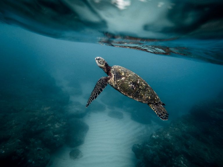 Kako možete da usvojite morsku kornjaču i delfina i učestvujete u njihovom očuvanju?
