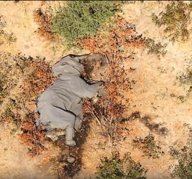 Strahovito uginuće više od 350 slonova u Bocvani i dalje nerazjašnjeno