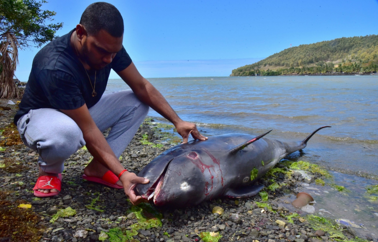 Pronađeno 38 uginulih delfina u blizini naftne mrlje na Mauricijusu