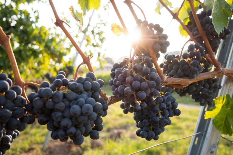 Projekat Srbije i Hrvatske za prilagođavanje vinove loze klimatskim promenama