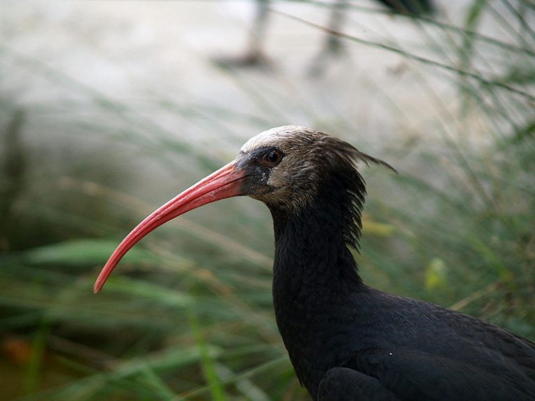 Ugroženi grivasti ibis vratio se u Hrvatsku prvi put od 18. veka