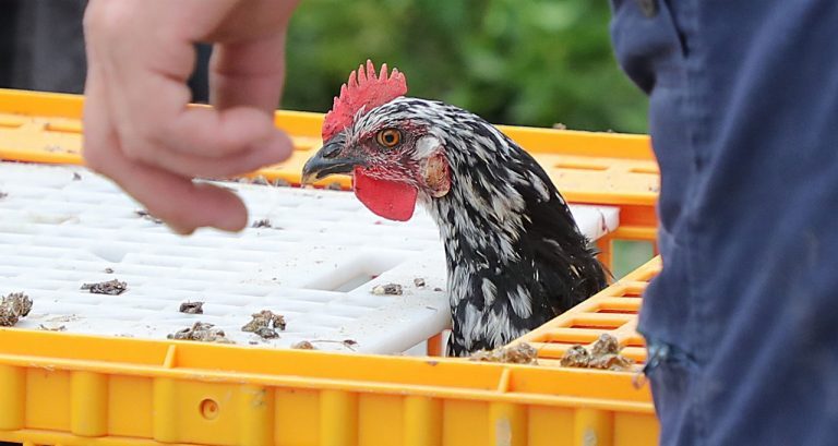 Podrška razvoju živinarstva u Užicu