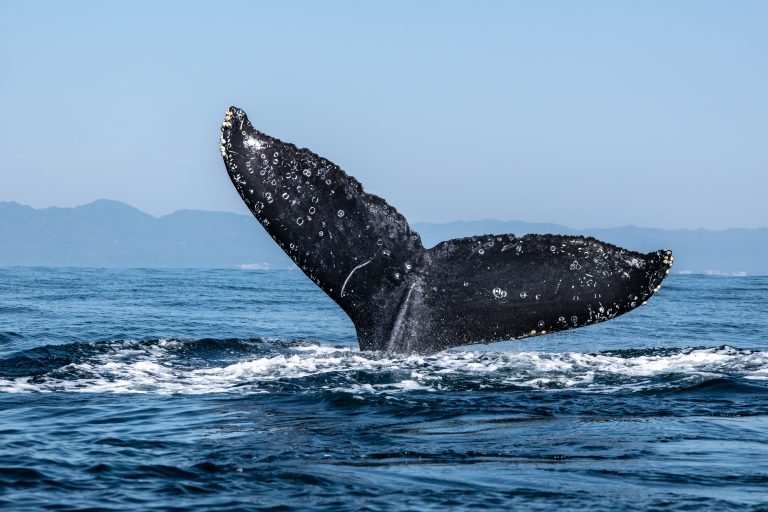 U Grčkoj hitna istraga uticaja traganja za gasom na kitove