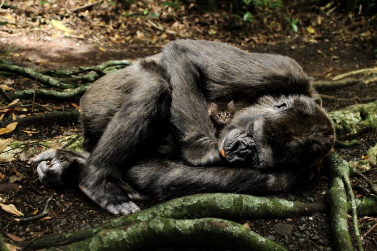 Kazna za ubistvo retke vrste gorile Rafikija u Ugandi – 11 godina robije