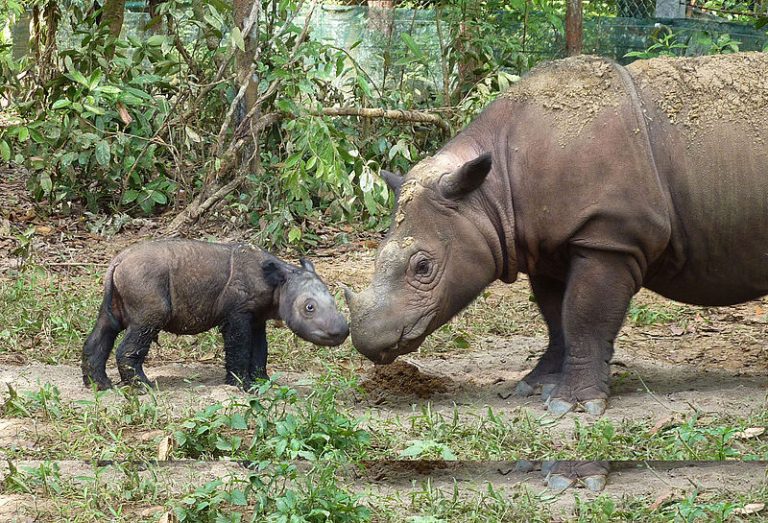 Naučnici pokušavaju da sačuvaju sumatranskog nosoroga veštačkom oplodnjom