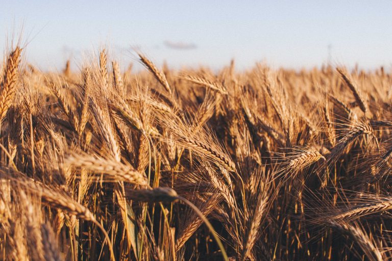 Puni silosi, slab izvoz – gde i kako ćemo čuvati novu pšenicu
