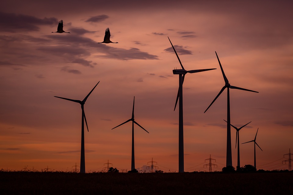 wind_turbine_birds_vetrenjače_ptice