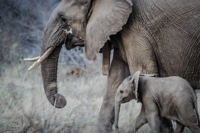 Bakterija krivac za smrt 11 slonova u Zimbabveu