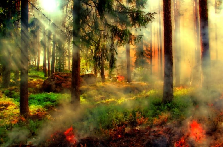 Požari u Crnoj Gori prerasli u ekološki incident