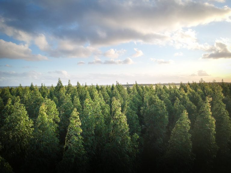 Nizijsko šumarstvo kao izazov – kako pošumiti Vojvodinu