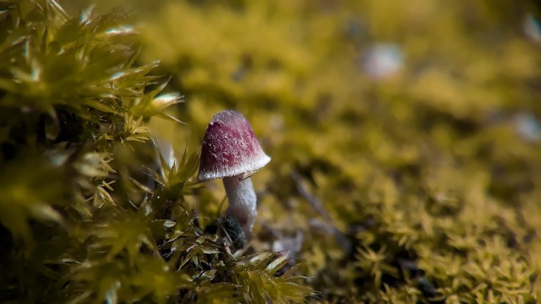 Da biste uživali u gljivama, prvo ih morate dobro upoznati