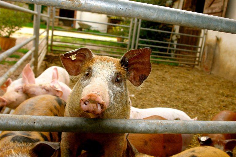 EFSA: Srbija zemlja visokog rizika od pojave afričke svinjske kuge