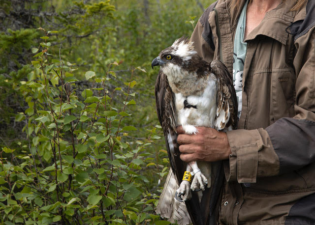 Finskog orla ubila struja u Grdeličkoj klisuri