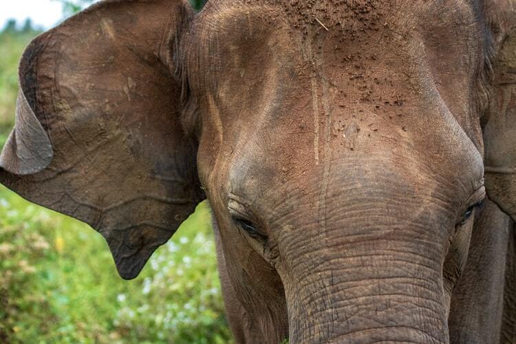 Najusamljeniji slon na svetu dobio novi dom
