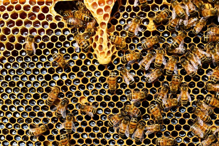 Kako nastaje crni med i zašto je dobar za zdravlje?